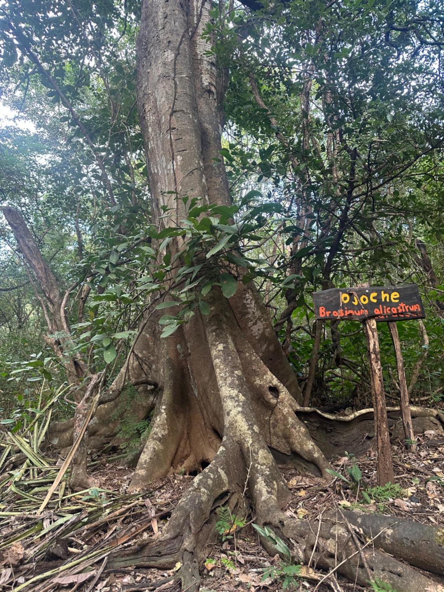 Finca Avellanas Lorena Екстер'єр фото
