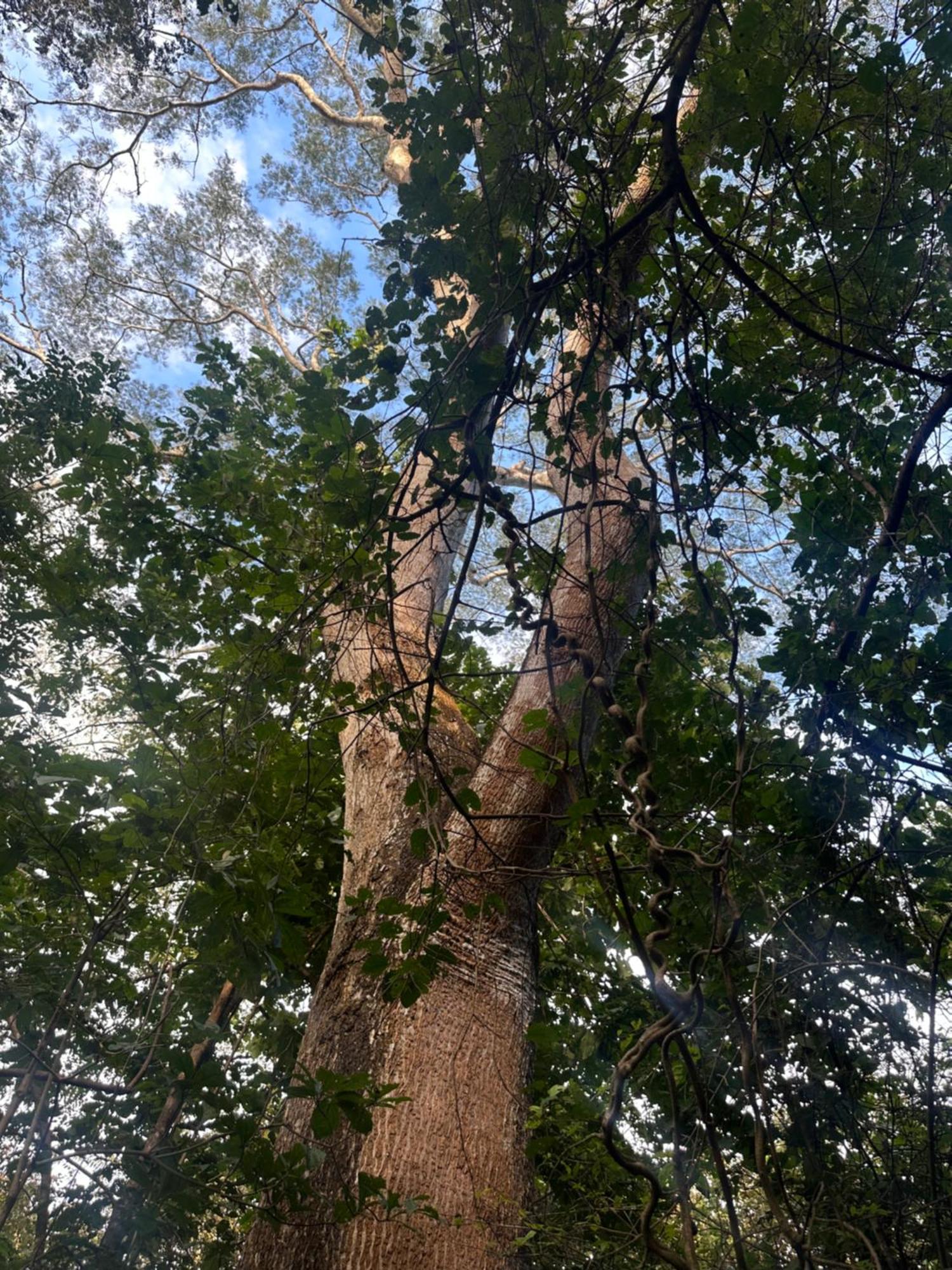 Finca Avellanas Lorena Екстер'єр фото